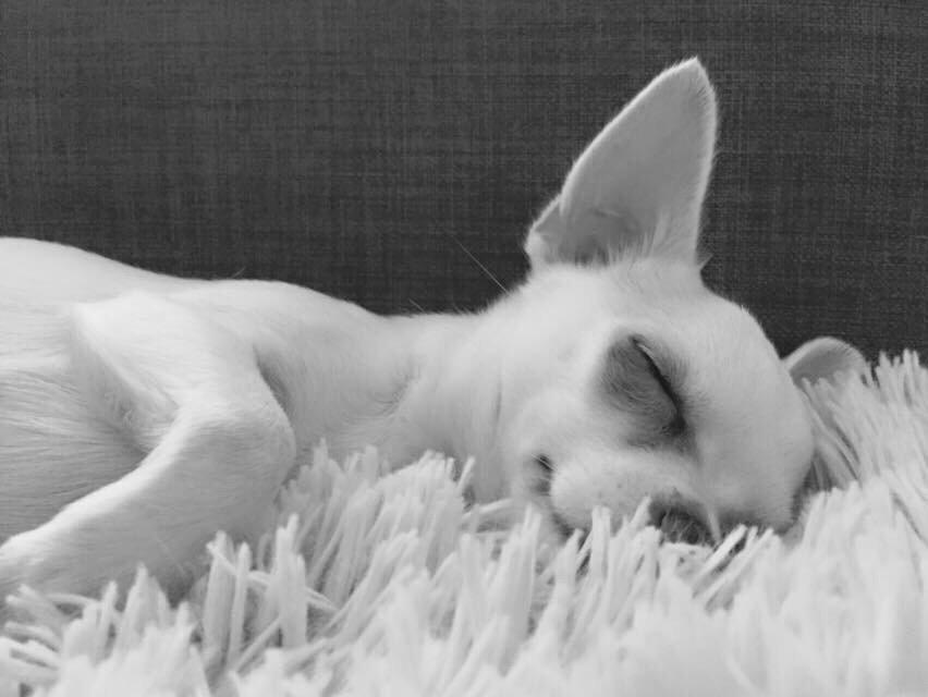 Chihuahua SPACEMAN LOVE ME TENDER (Coco) billede 20