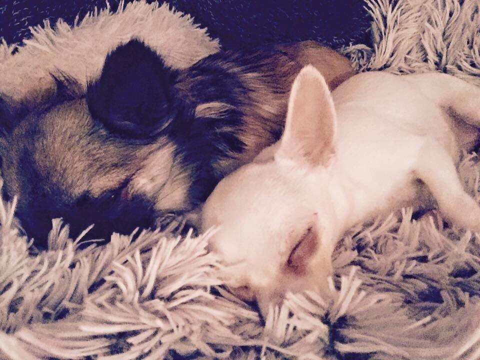 Chihuahua SPACEMAN LOVE ME TENDER (Coco) billede 21