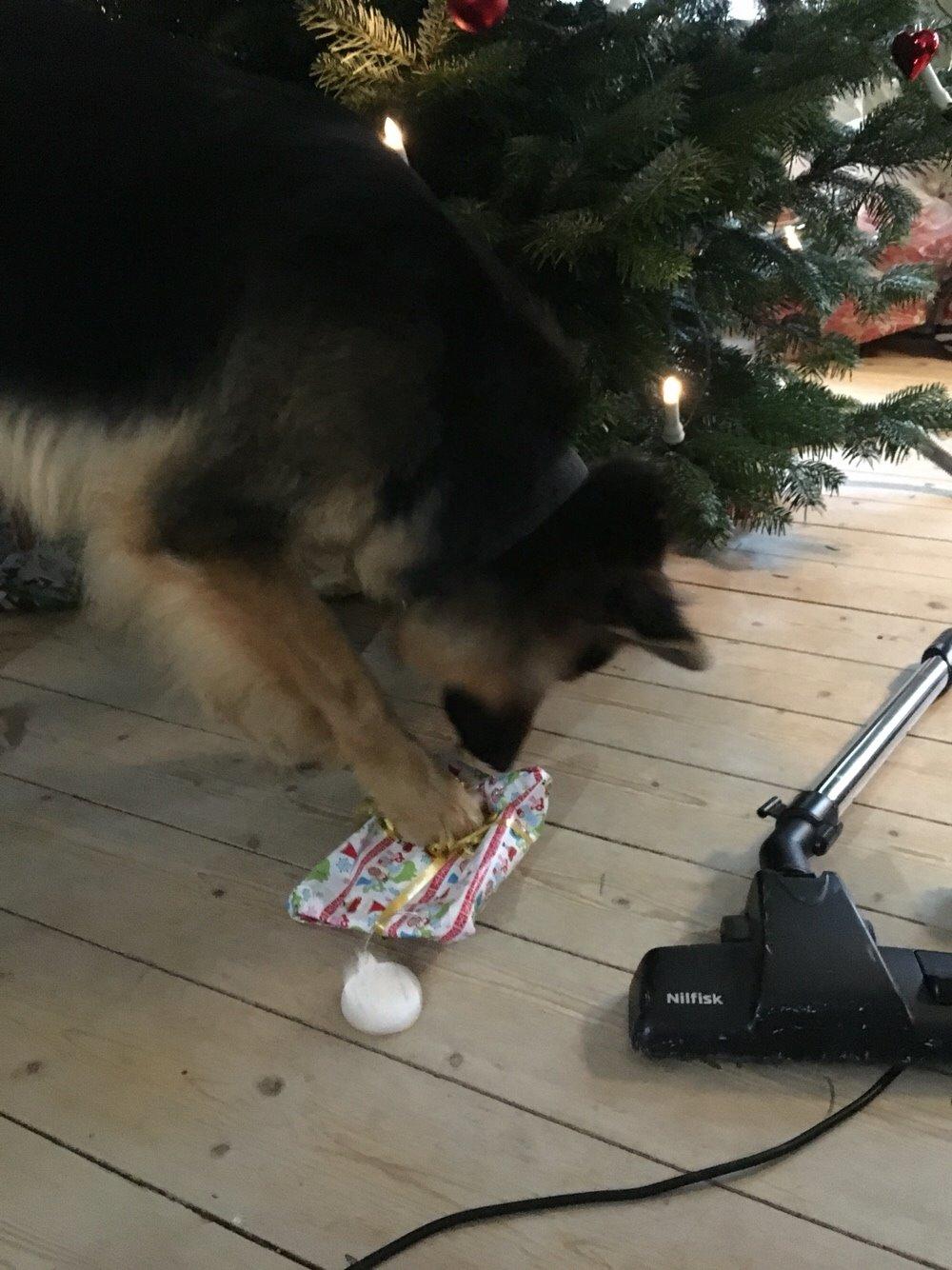 Schæferhund Kenzo billede 43