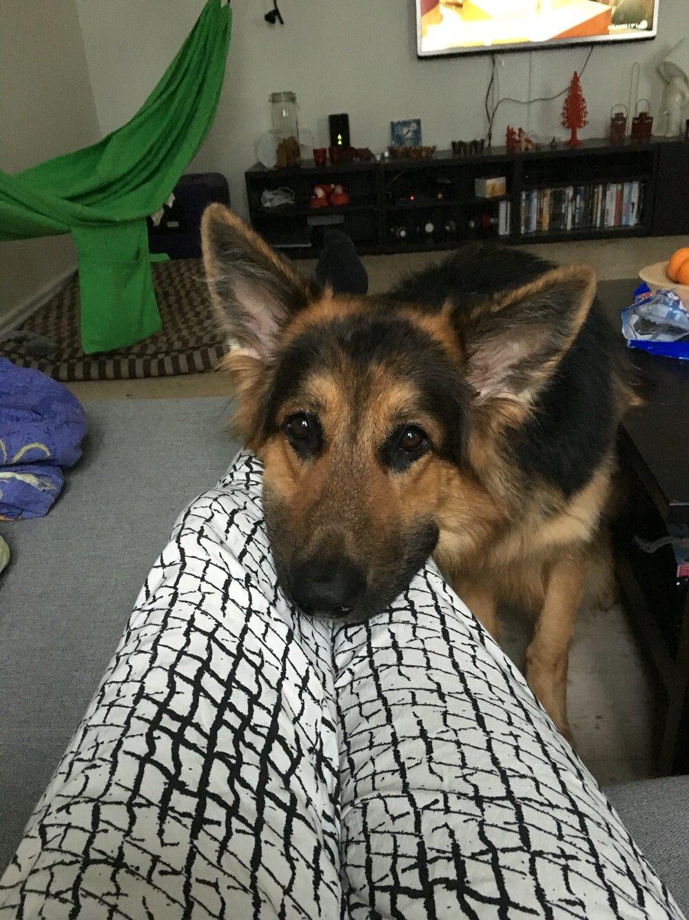 Schæferhund Kenzo billede 46