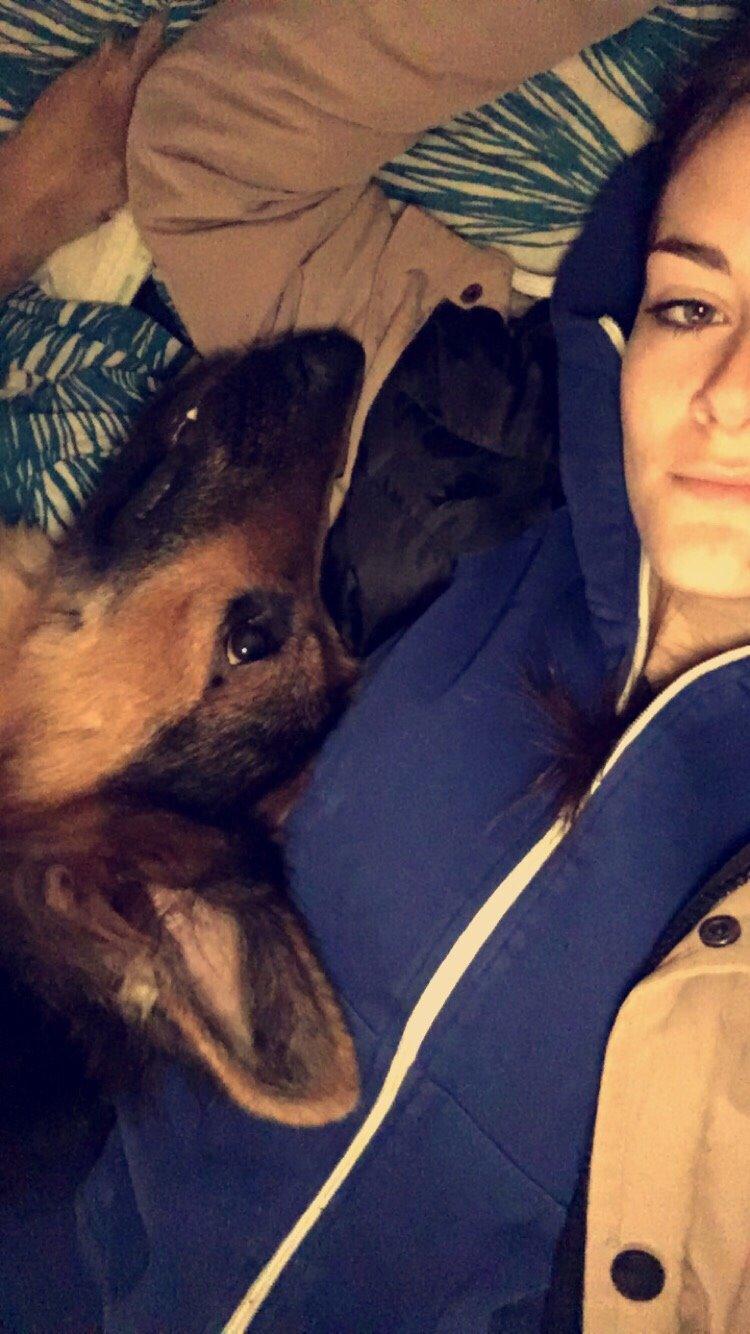 Schæferhund Kenzo billede 47