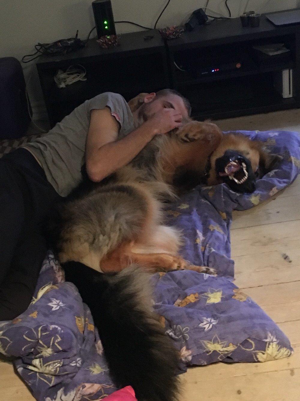 Schæferhund Kenzo billede 49