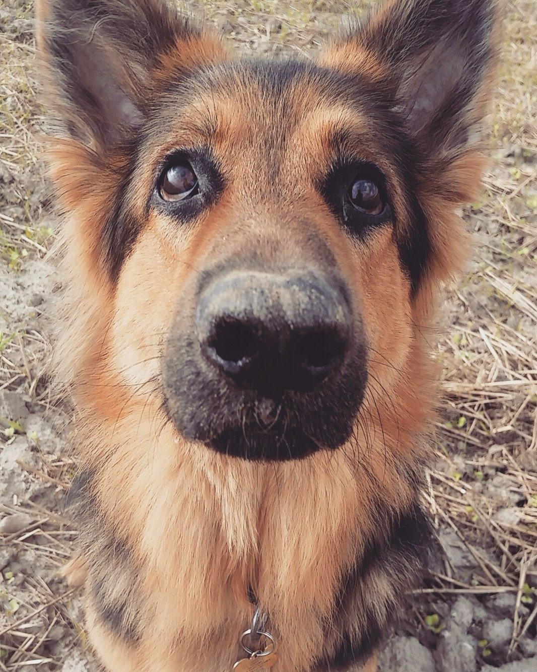 Schæferhund Kenzo billede 50