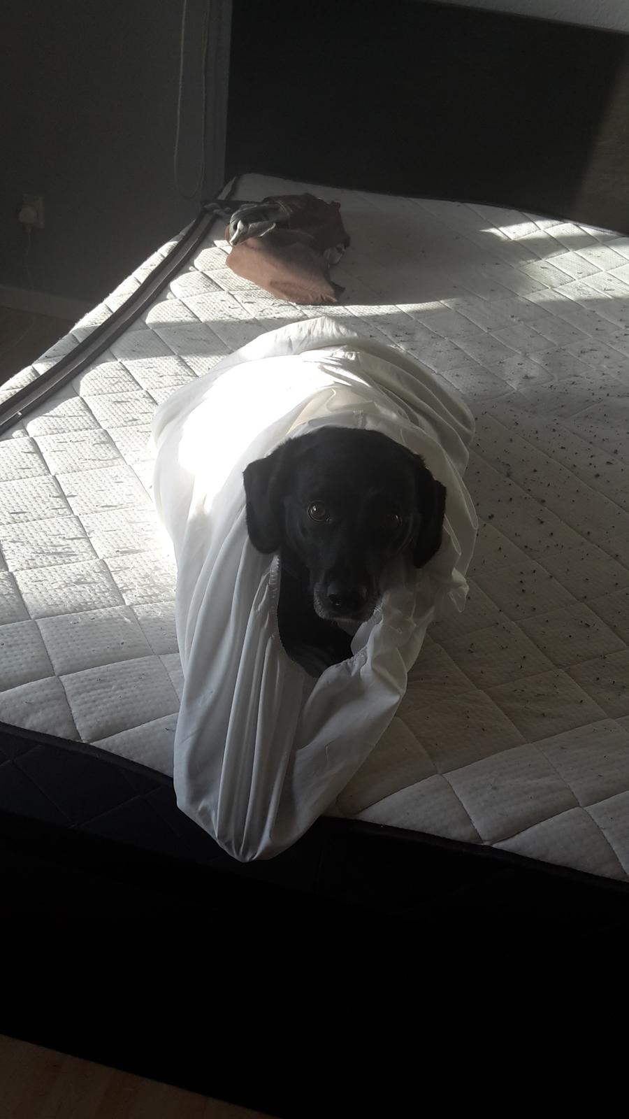 Blanding af racer Maya billede 6