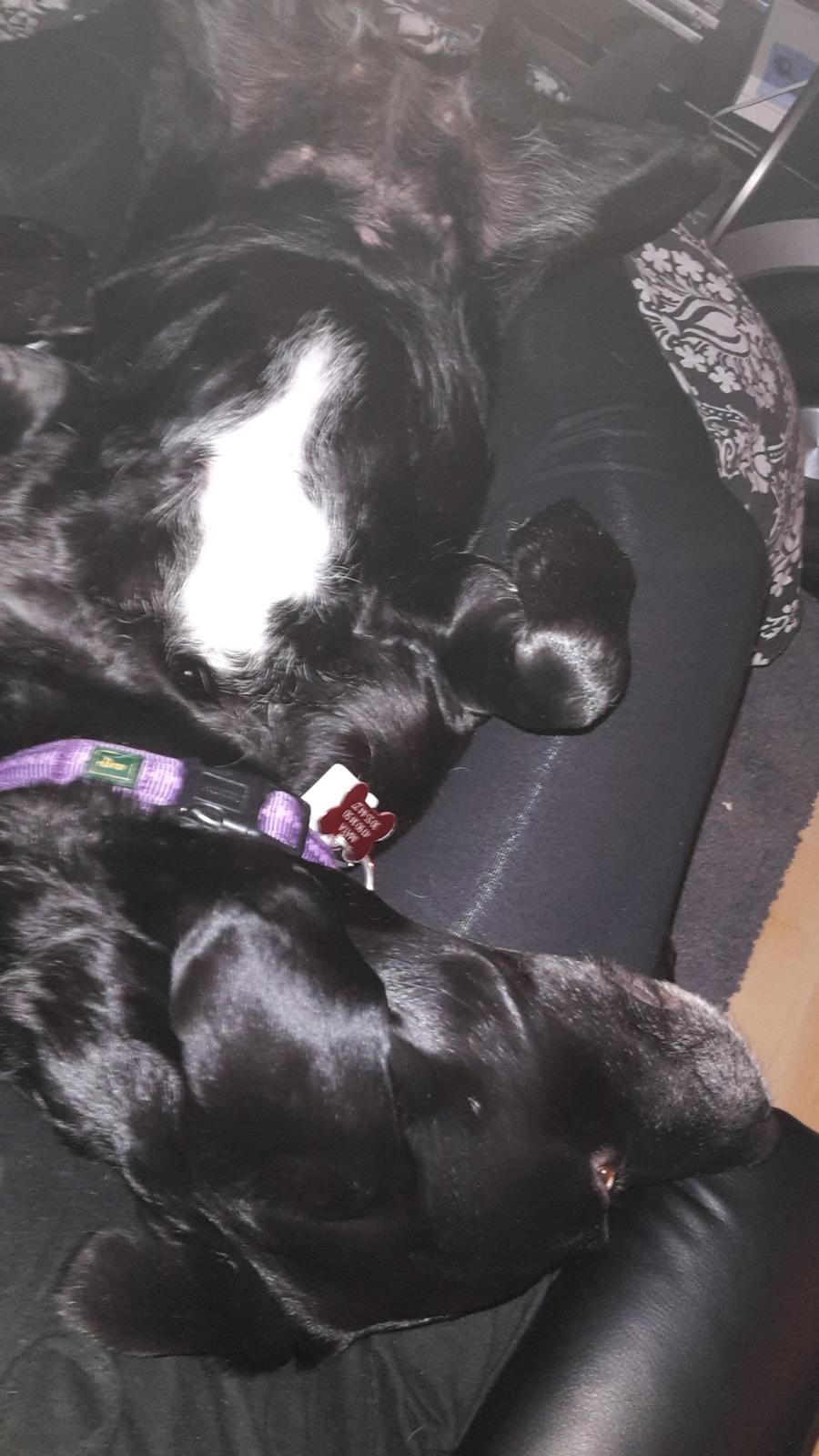 Blanding af racer Maya billede 7