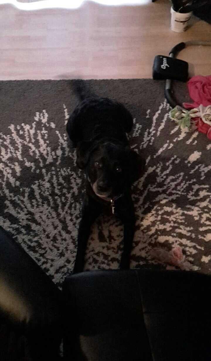 Blanding af racer Maya billede 8