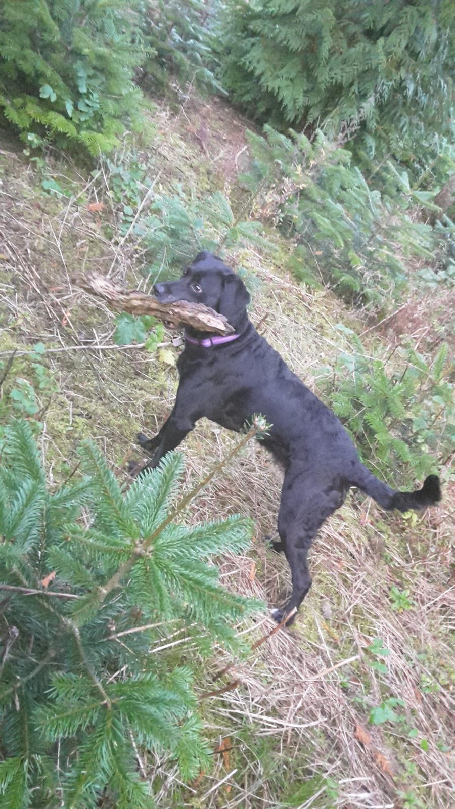 Blanding af racer Maya billede 9