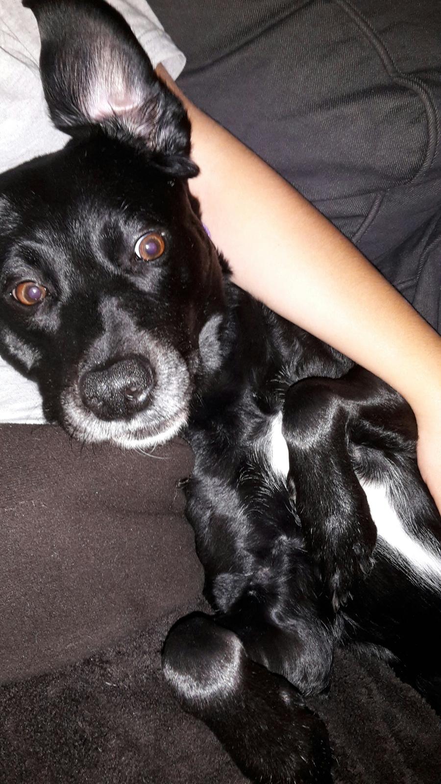 Blanding af racer Maya billede 10