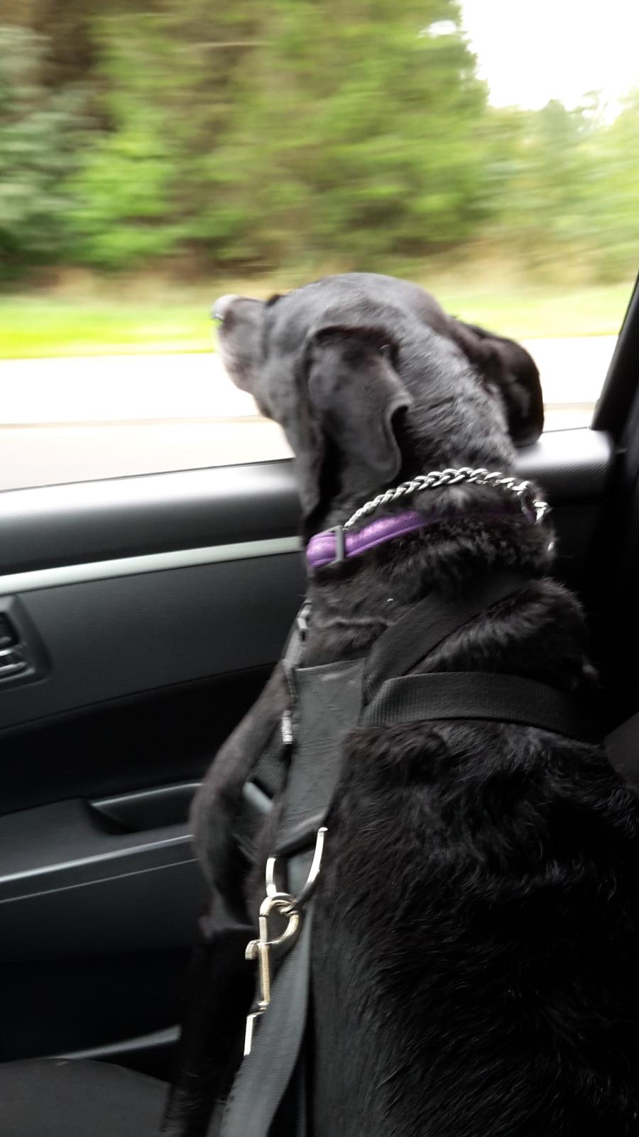 Blanding af racer Maya billede 11