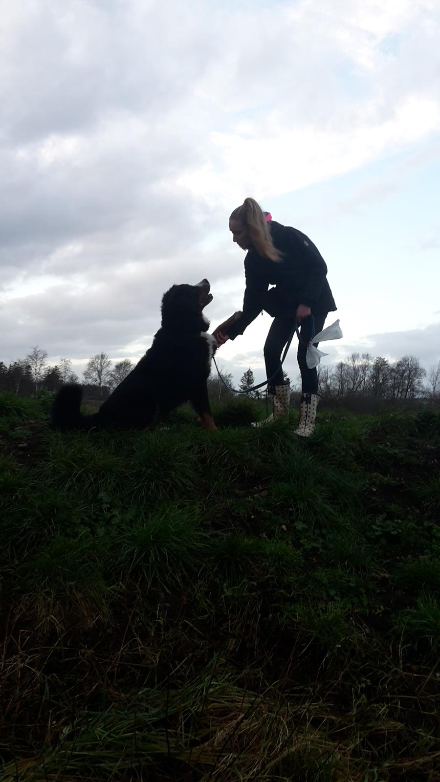 Berner sennenhund Balou - 27/12-15 i love you !! billede 19