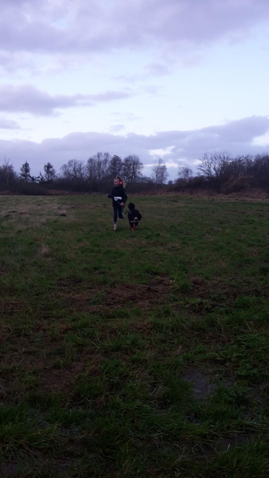 Berner sennenhund Balou - 27/12-15 fuld fart frem billede 20