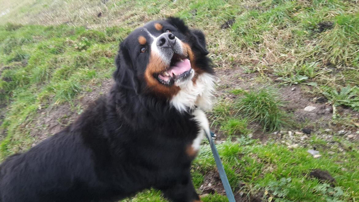 Berner sennenhund Balou - 27/12-15 tror balou er glad for jeg gik en længere tur end jeg plejer, nemlig næsten ned til åen :) billede 21