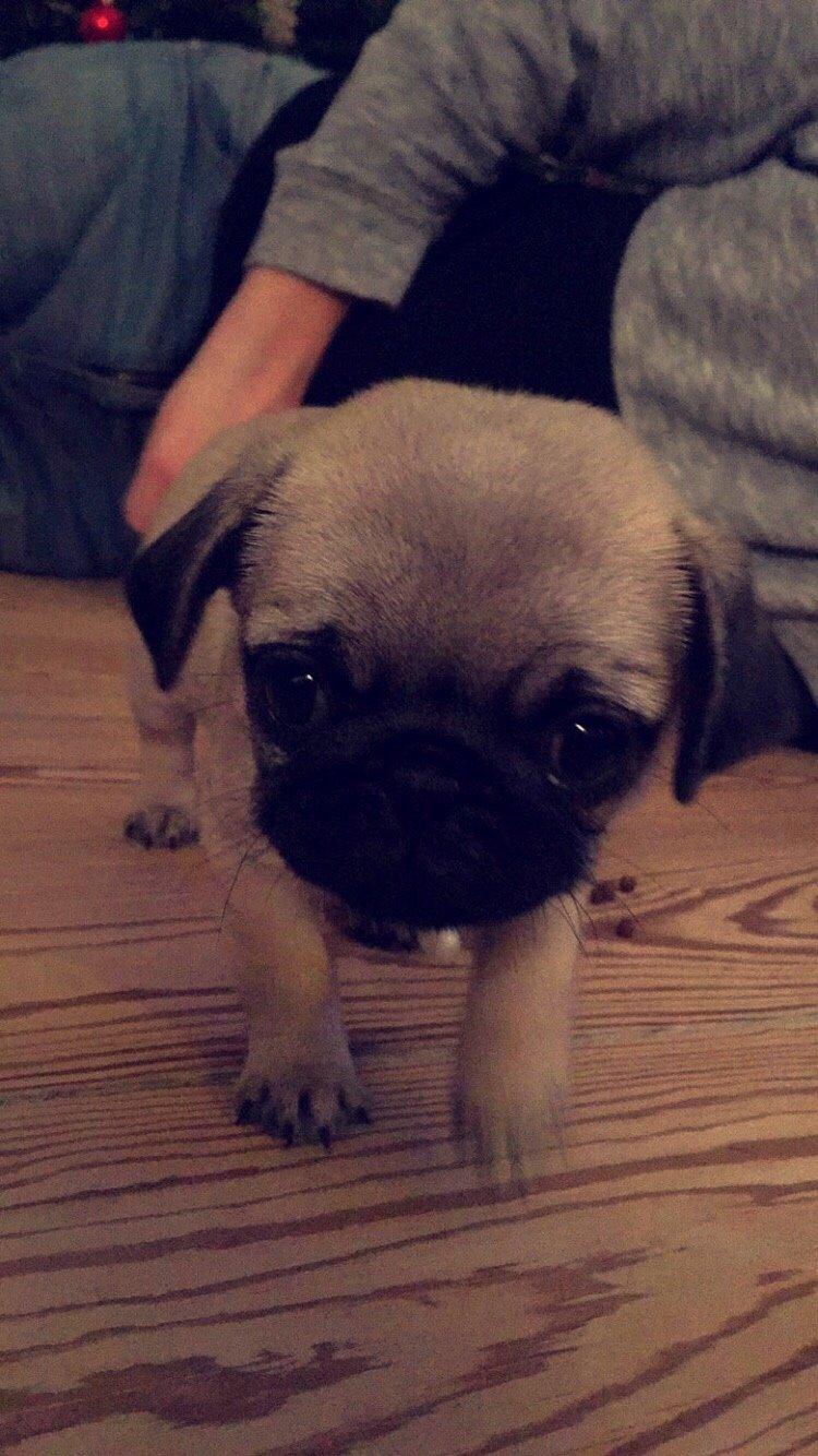 Mops Bertha billede 1