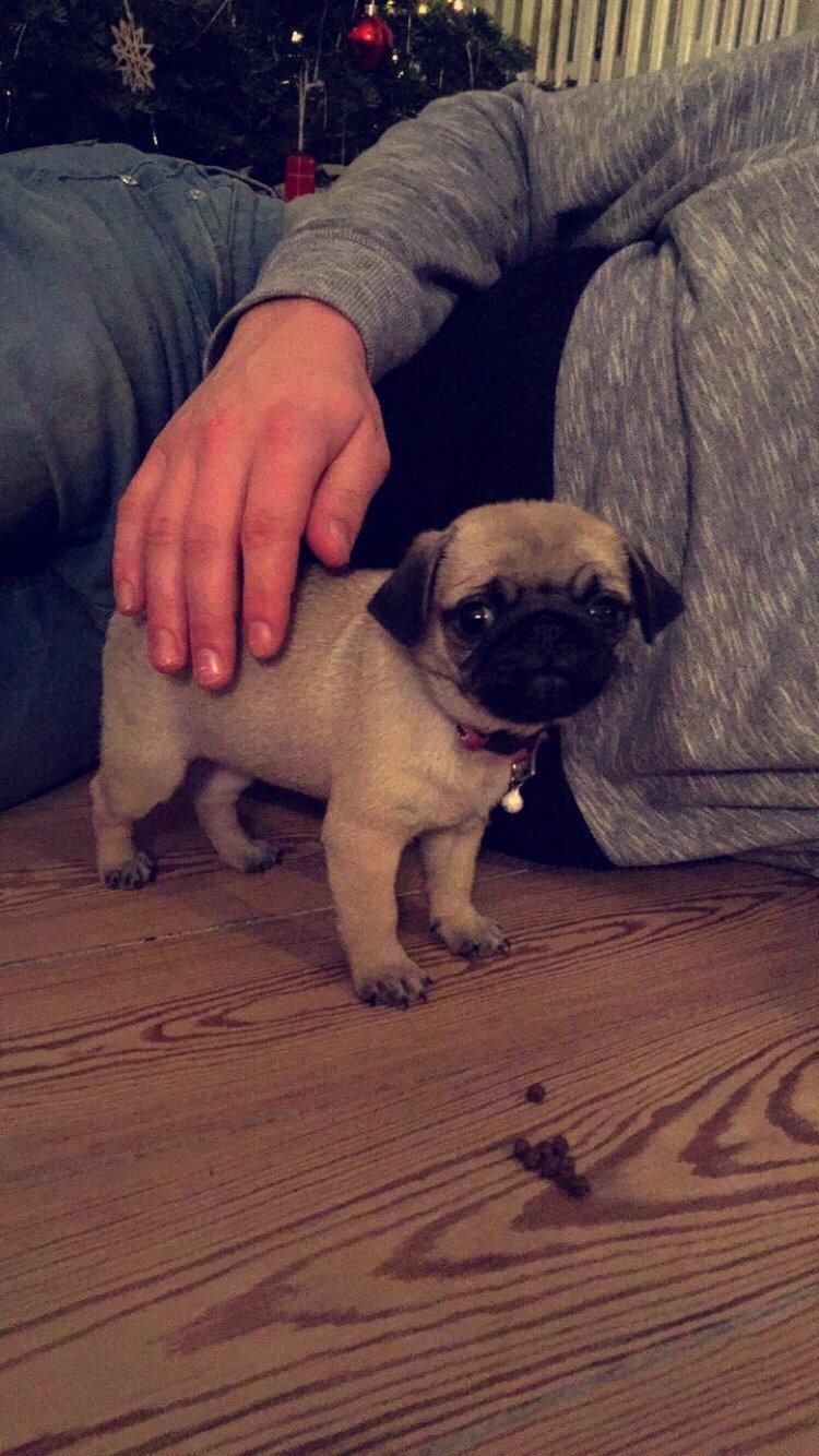 Mops Bertha billede 2