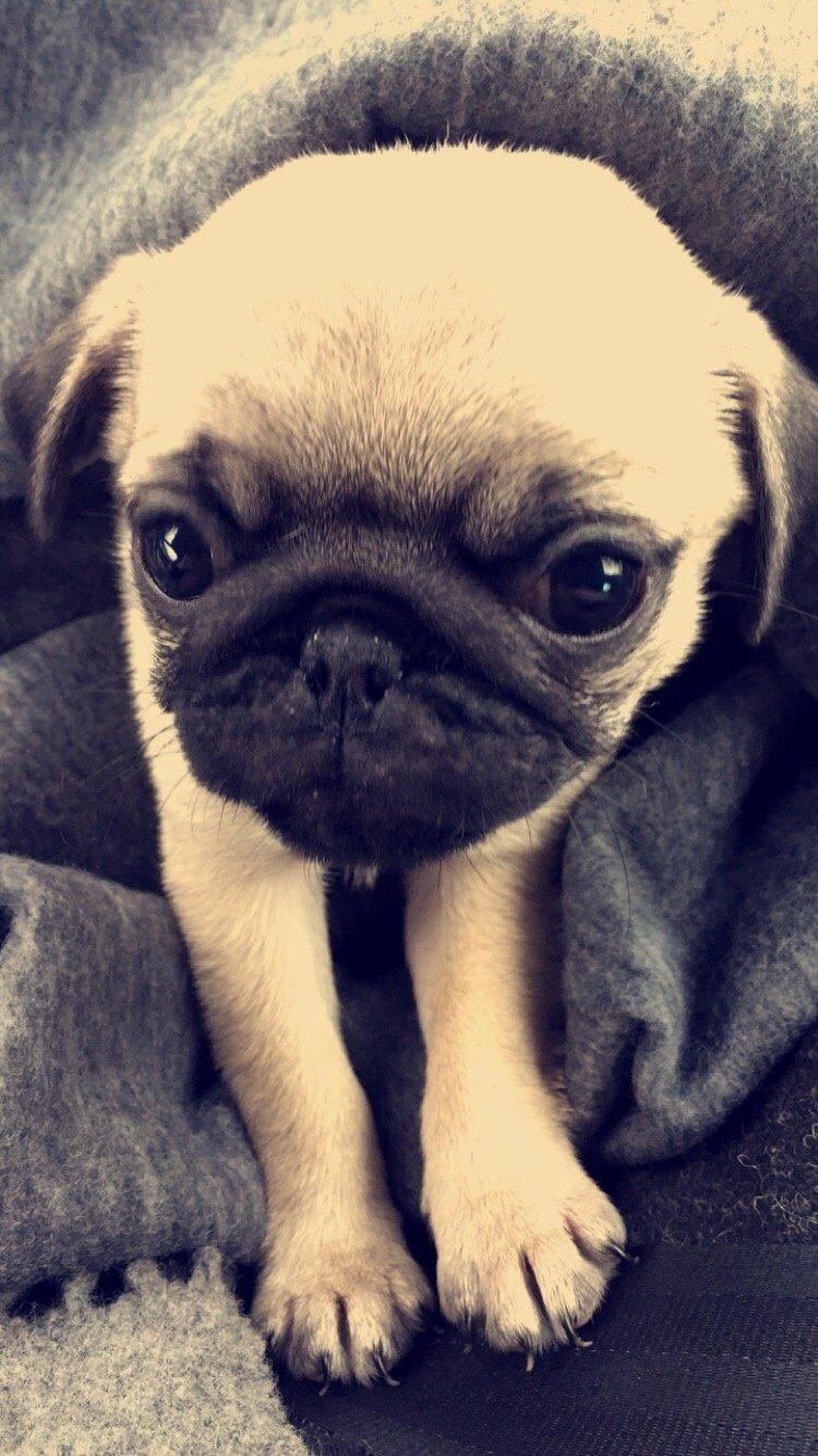 Mops Bertha billede 5