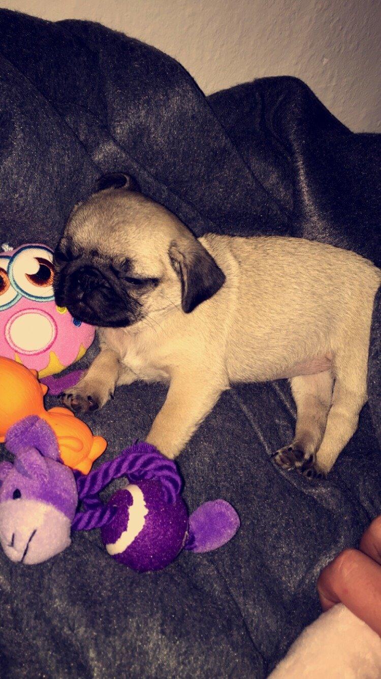 Mops Bertha billede 3