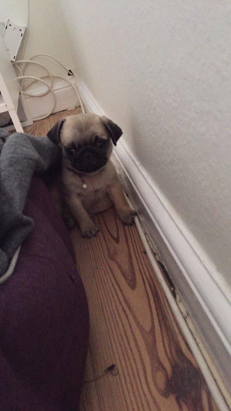 Mops Bertha billede 4