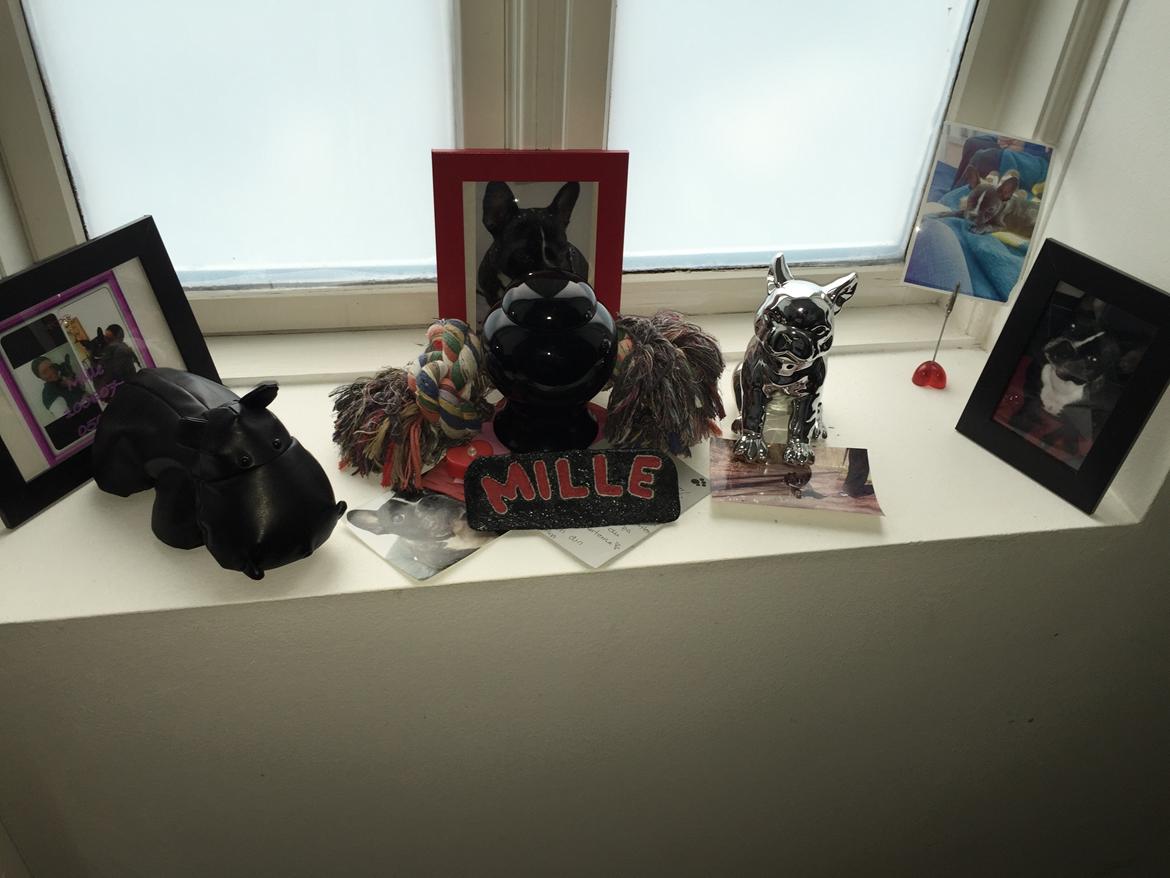 Blanding af racer mille - Savner dig, Millemus 😢❤️❤️ billede 27