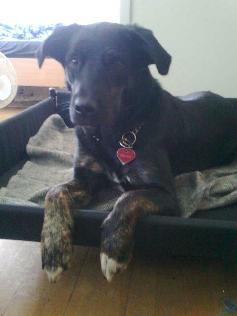 Blanding af racer Tikki billede 2