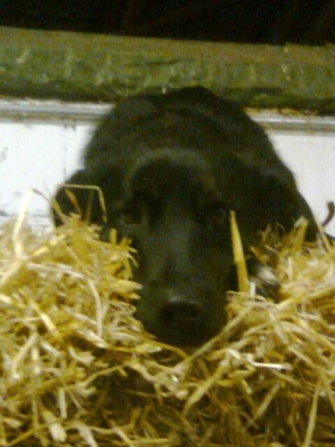 Blanding af racer Tikki billede 1