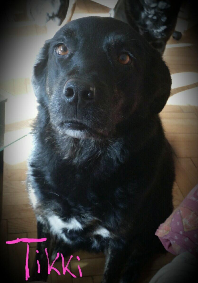 Blanding af racer Tikki billede 3