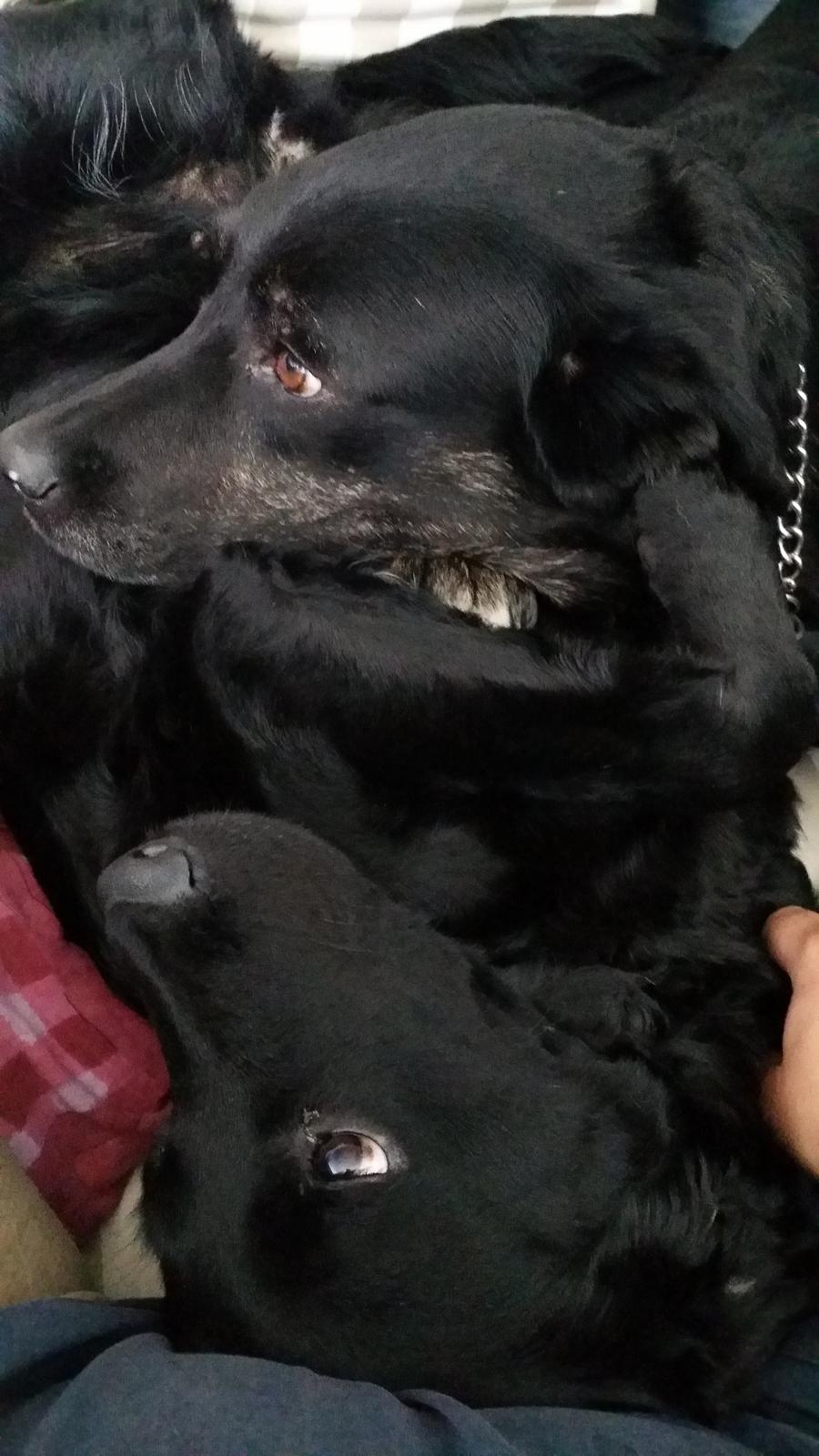 Blanding af racer Tikki billede 4