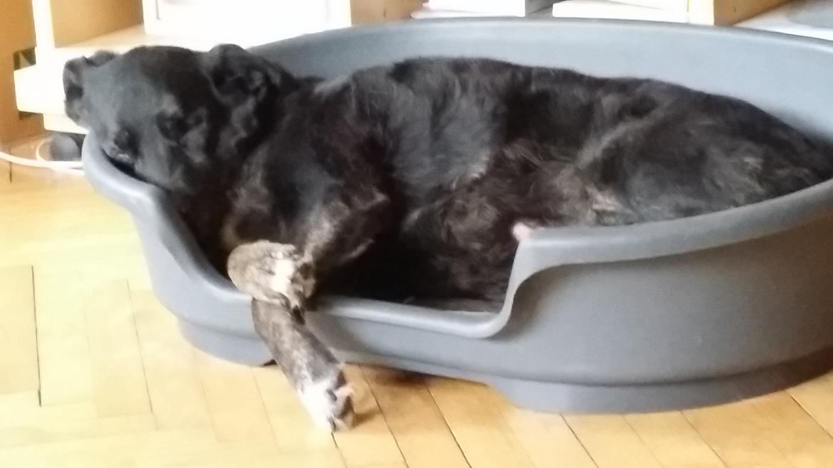 Blanding af racer Tikki billede 5