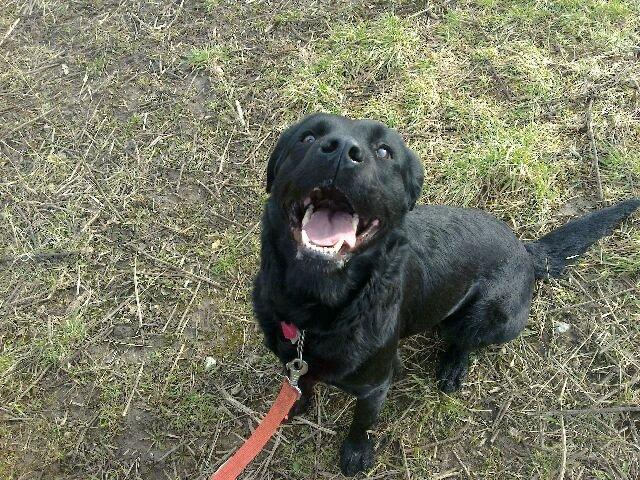 Blanding af racer Molly billede 4