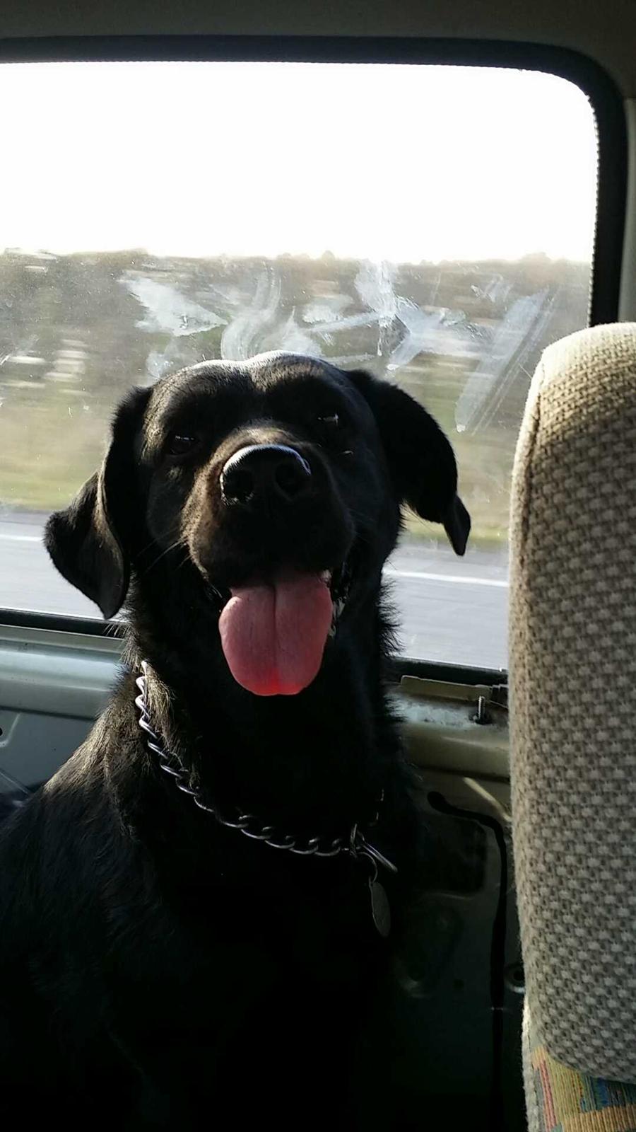 Blanding af racer Molly billede 1