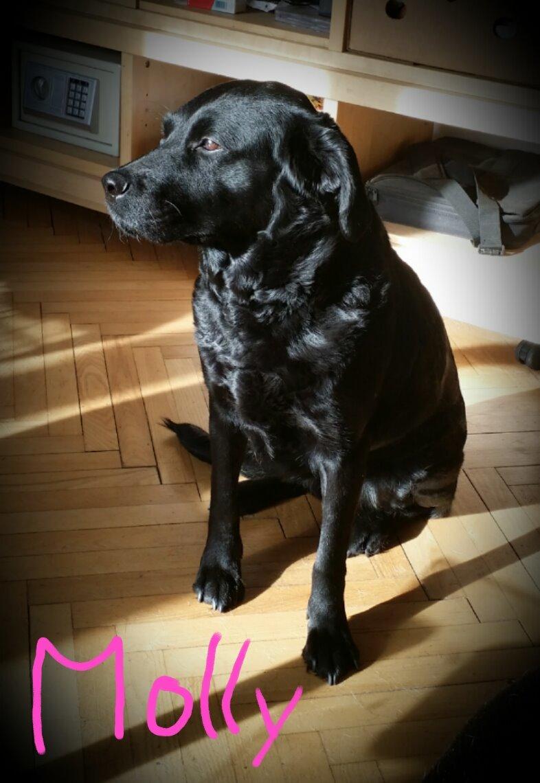 Blanding af racer Molly billede 2