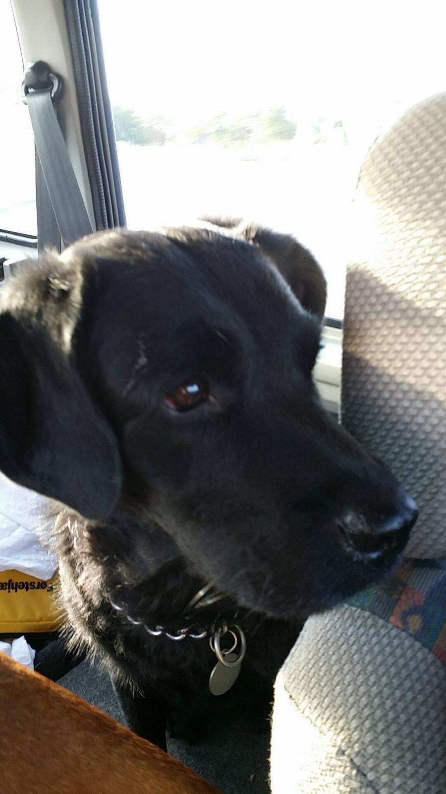 Blanding af racer Molly billede 3