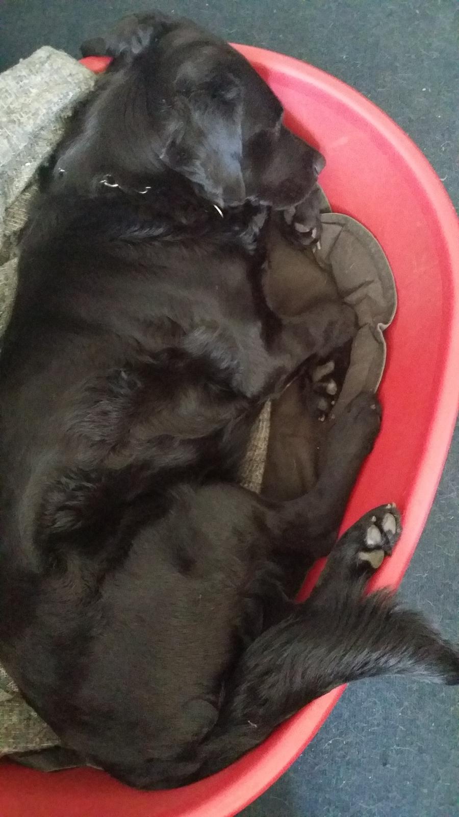 Blanding af racer Molly billede 5