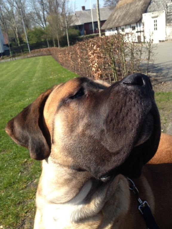 Blanding af racer Rex billede 1