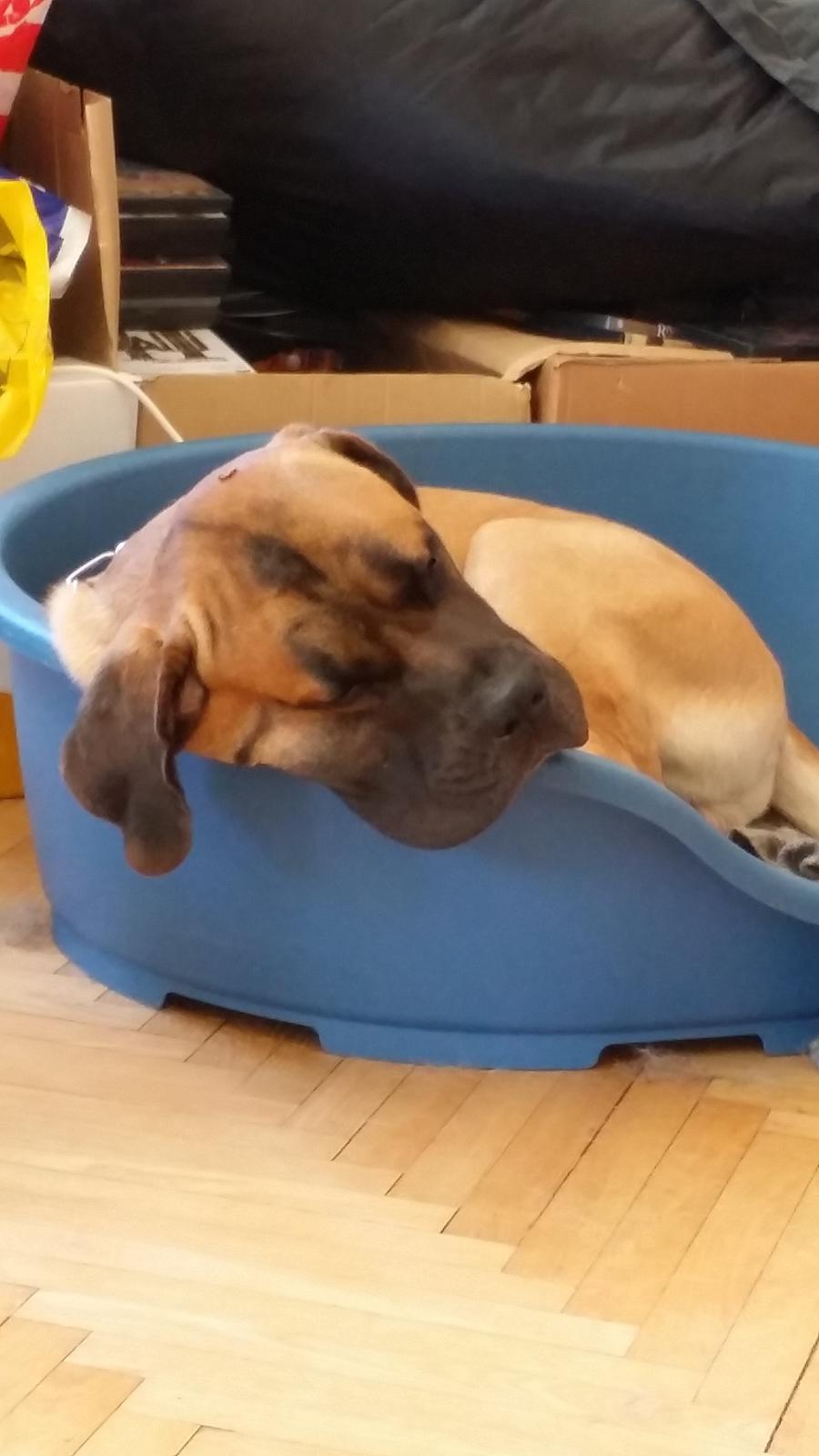 Blanding af racer Rex billede 14