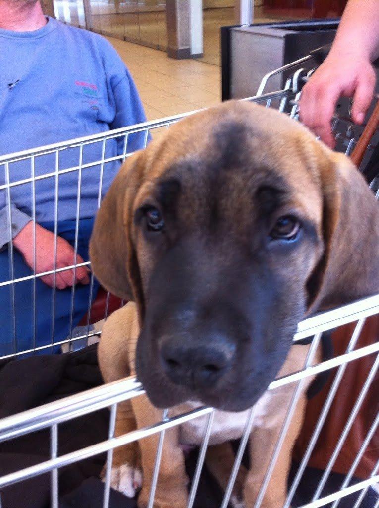 Blanding af racer Rex billede 13