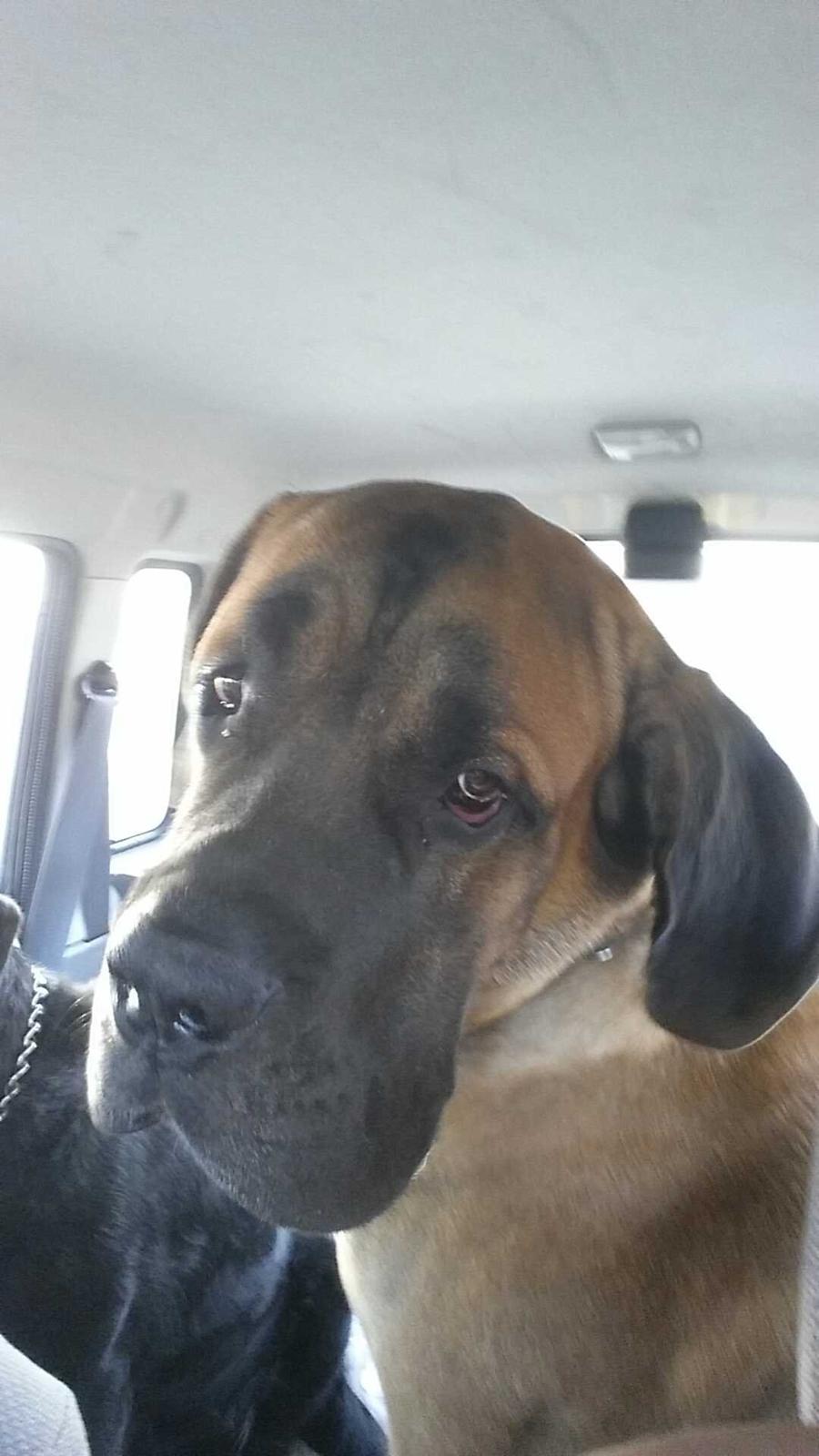 Blanding af racer Rex billede 2