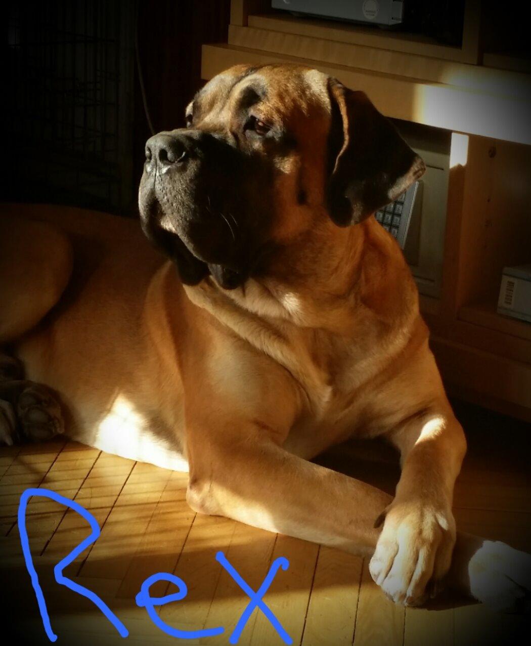 Blanding af racer Rex billede 3