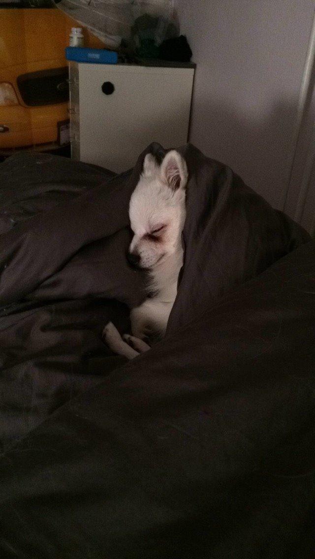 Volpino italiano Fulgencio Minick billede 7