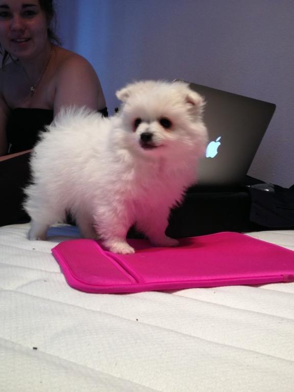 Volpino italiano Fulgencio Minick billede 8