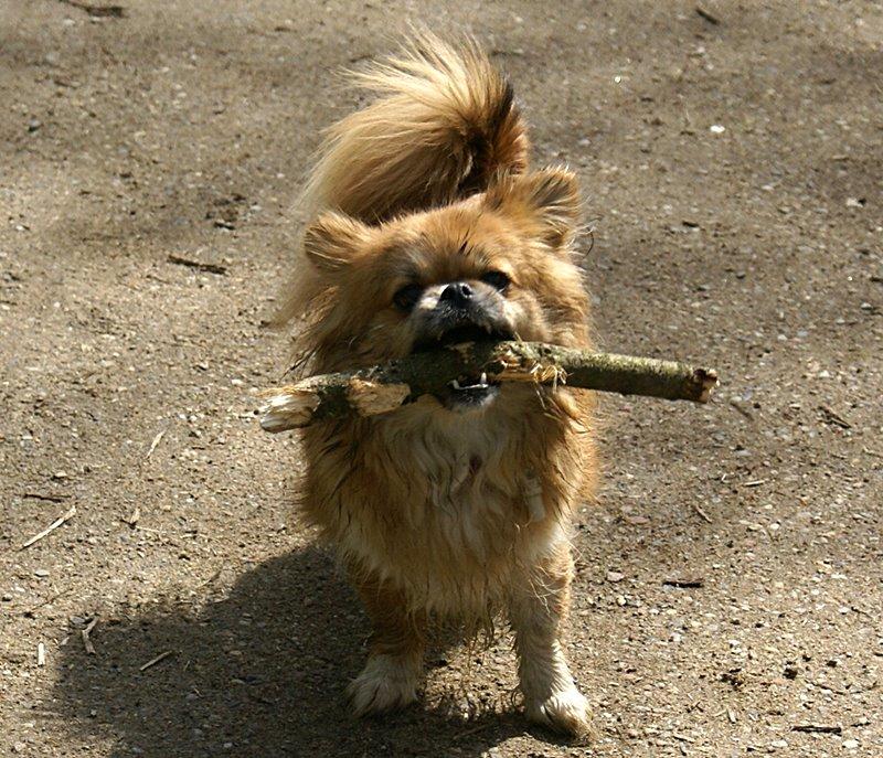 Blanding af racer Pixel, Himmelhund billede 4