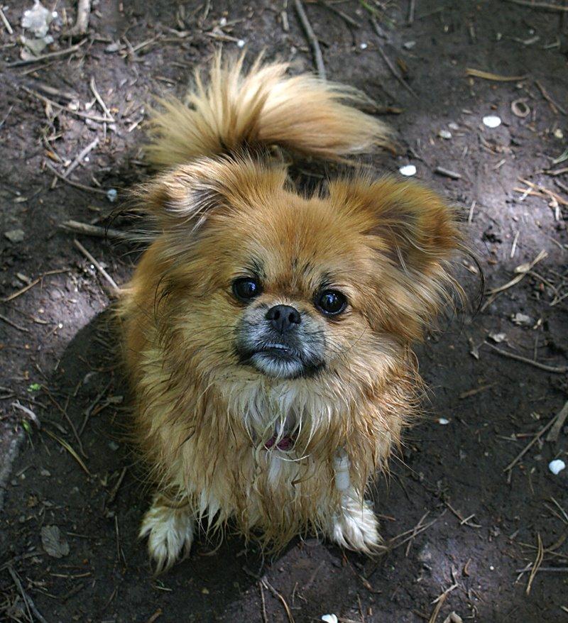 Blanding af racer Pixel, Himmelhund billede 5