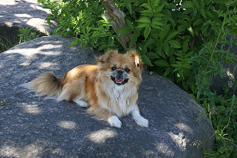 Blanding af racer Pixel, Himmelhund billede 2