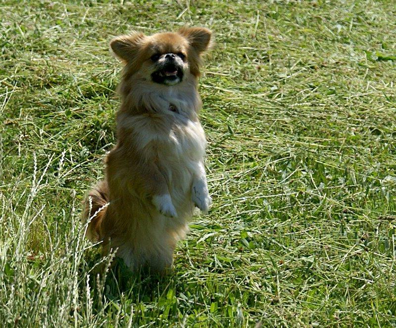 Blanding af racer Pixel, Himmelhund billede 6