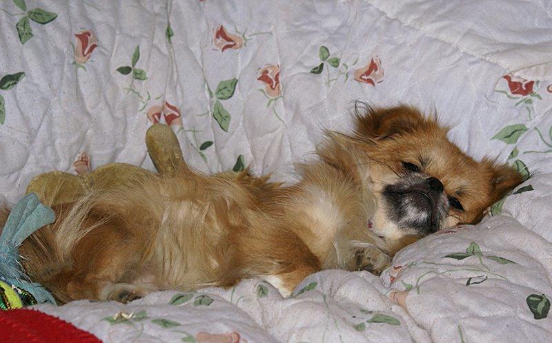 Blanding af racer Pixel, Himmelhund billede 3