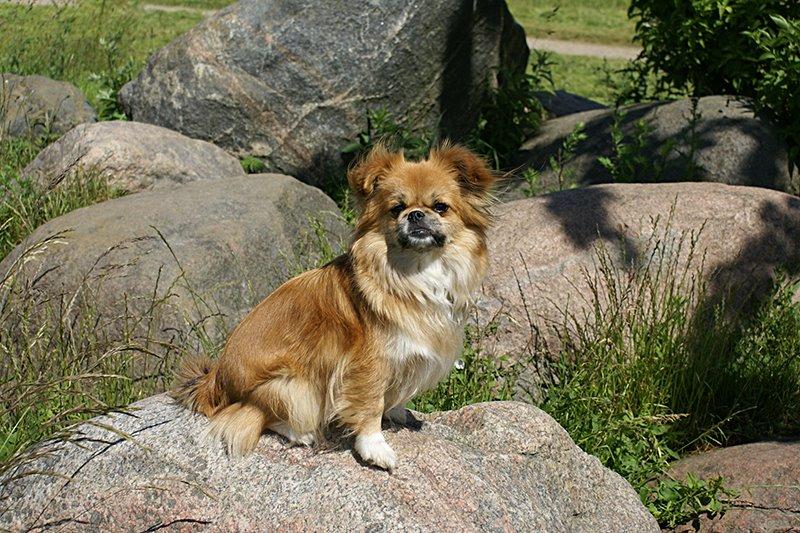 Blanding af racer Pixel, Himmelhund billede 7