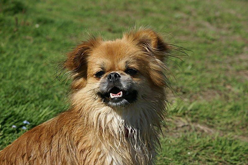 Blanding af racer Pixel, Himmelhund billede 8