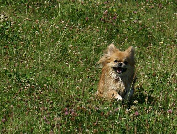 Blanding af racer Pixel, Himmelhund billede 9