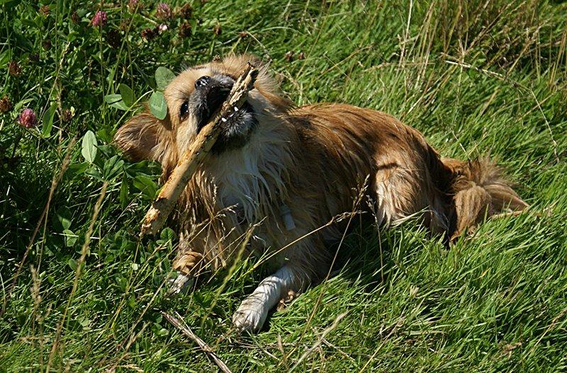 Blanding af racer Pixel, Himmelhund billede 10