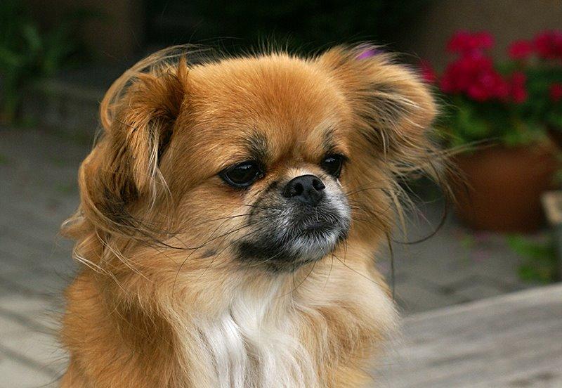 Blanding af racer Pixel, Himmelhund billede 1