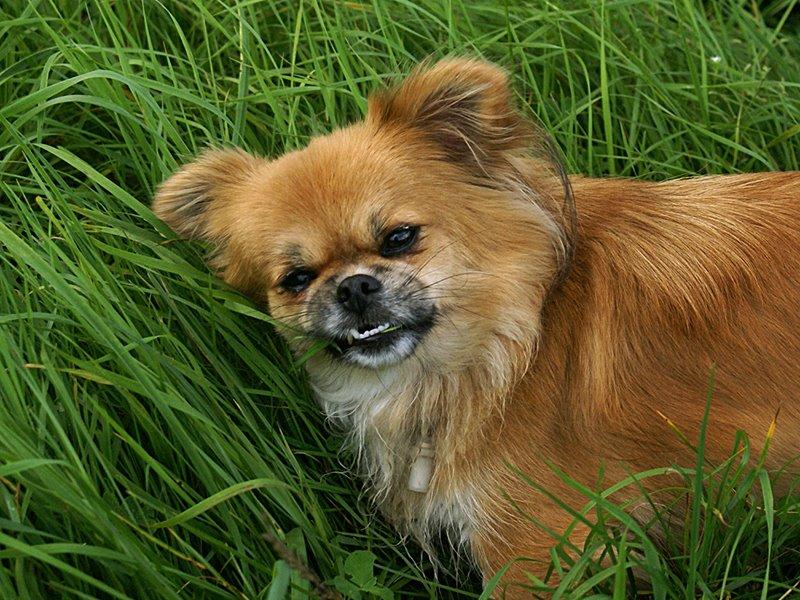 Blanding af racer Pixel, Himmelhund billede 11